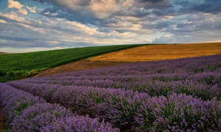 Splendid - green, purple, land, earth