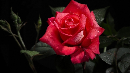 Classic - love, red, classic, meaning, rose