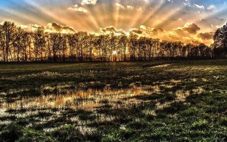 swamp - tree, grass, sunrise, swamp