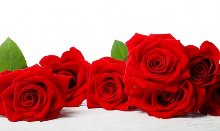 â™¥ - nature, flowers, roses, red