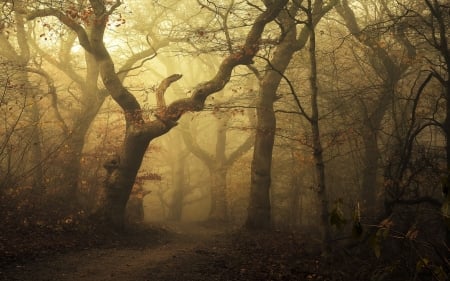 Gloomy Forest Path - nature, trees, forest, fog, path, gloom