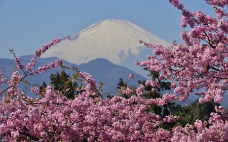 Mount Fuji - fuji, flowers, cherry, nature, mountain, snow