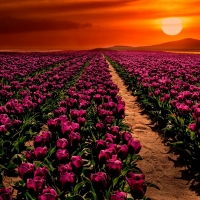 Sunset Over The Tulips Field