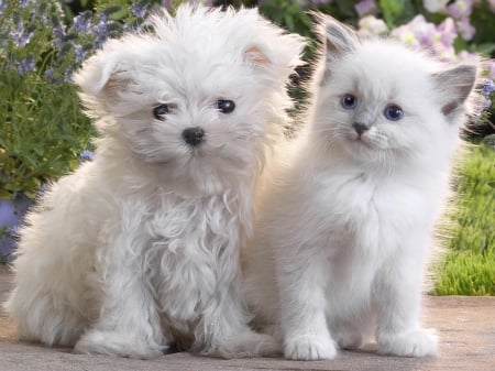 White Puppy and Kitten - white, animal, kitten, cat, puppy, dog