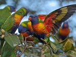 Rainbow Lorikeets