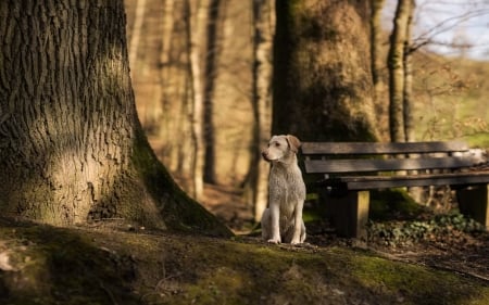 **moreth** - trees, forest, dog, day, countryside