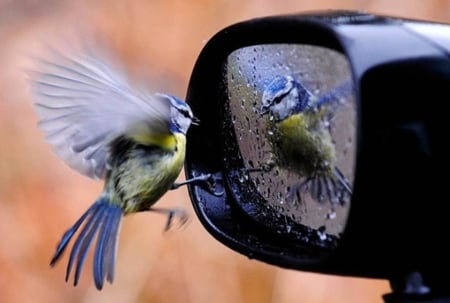 I see myself - bird, mirror, interesting, cute, curious