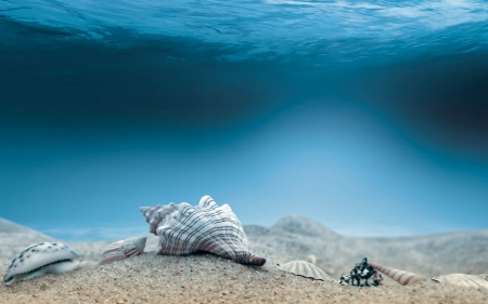 underwater sea shells - shells, sand, sea, underwater