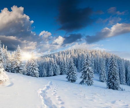 Winter Landscape - clouds, snow, firs, forest, sky