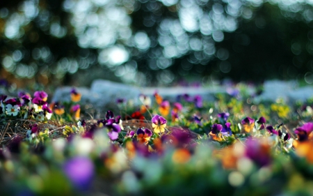 Lovely flowers - nature, flowers, macro, petals