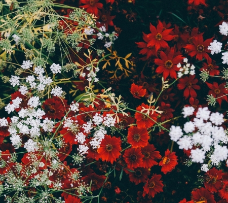 Lovely Flowers - white, flowers, petals, red