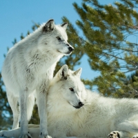 White Wolves