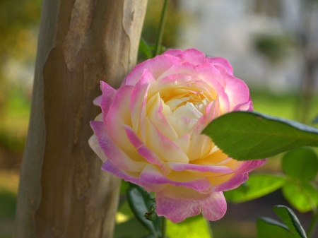 Hybrid Tea Rose - nature, macro, hybrid tea rose, flowers, rose