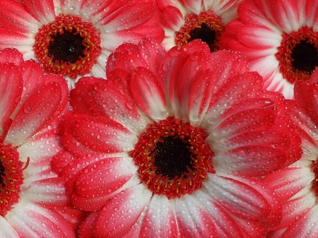 Gerberas - white, skin, carpet, gerbera, red, black, flower