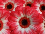 Gerberas