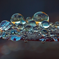 Water drops on a leaf