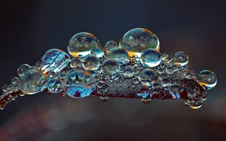 Water drops on a leaf - nature, macro, water drops, blue, leaf, dew