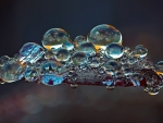 Water drops on a leaf