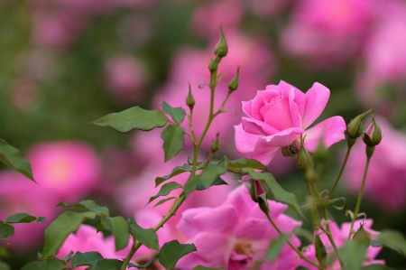 Roses - green, rose, flower, pink