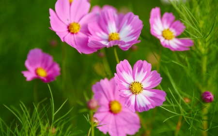 Cosmos - white, yellow, pink, green, cosmos, flower