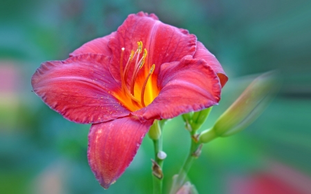 Lily - yellow, green, flower, pink, lily