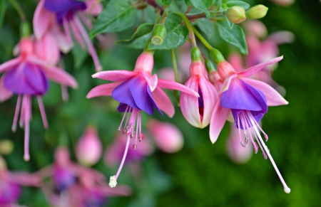 Fuchsia - cercelusi, purple, green, fuchsia, flower, pink