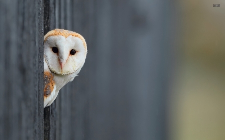 barn owl - fence, owl, bird, barn