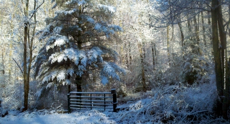 Winter Forest - fence, sky, trees, snow