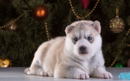 dog craciun husky - craciun, puppy, dog, husky, tree, christmas