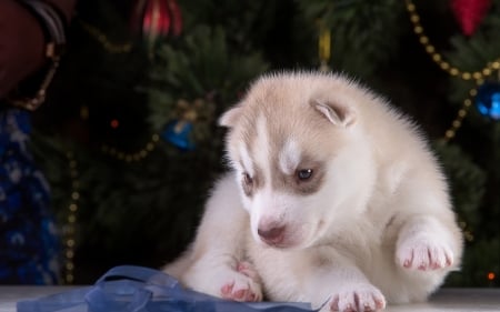 Christmas puppy - christmas, husky, animal, craciun, cute, dog, puppy