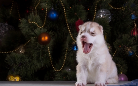 Christmas puppy - christmas, husky, animal, craciun, dog, puppy, tree