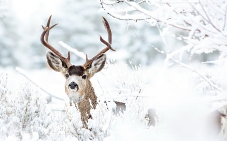 Deer - white, animal, winter, deer, snow, horns