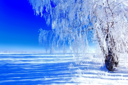 Winter tree - branches, winter, beautiful, snow, tree, frozen, cold, frost, sky