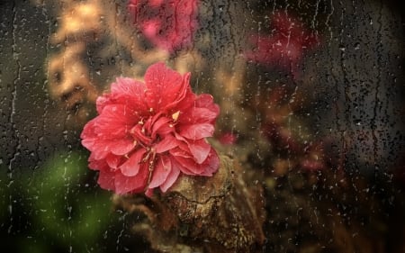 Rainy day - red, window, rain, rose, flower, pink, glass