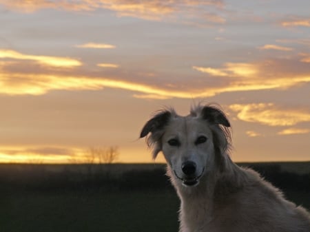 Our beautiful boy Rafi. - lurcher, dogs, animals, sky