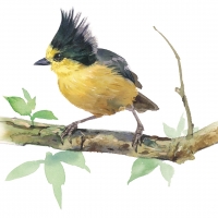 Tufted Watercolor Bird