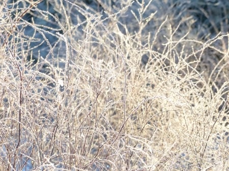 Winter - bush, winter, garden, snow, frost