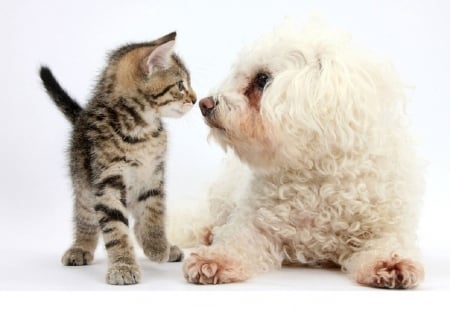 cute friends - kitten, cute, cats, dog, friends, animals