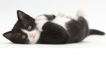 cute rolling kitten - kitten, rolling, cute, cats, animals