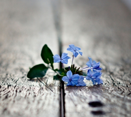 Blue Flowers - flowers, bloom, blue, petals