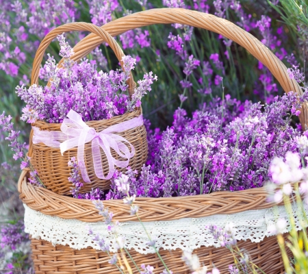 Basket of Flowers - basket, flowers, lilac, bloom