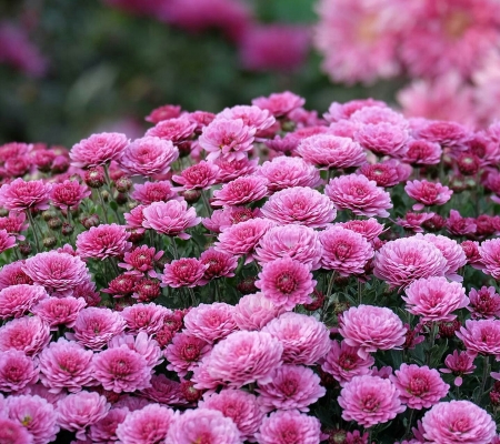 Pink Flowers - nature, flowers, bloom, pink