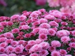 Pink Flowers