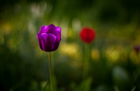 Purple Love - purple, tulip, amazing, flower