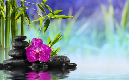 Still life - orchid, flower, bamboo, stones