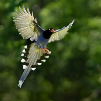 taiwanese blue magpie