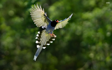 taiwanese blue magpie - magpie, bird, taiwan, blue