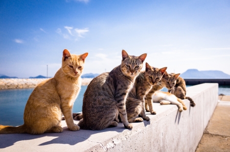 The gang of six. - sitting, six, cats, sun