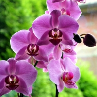 Orchids