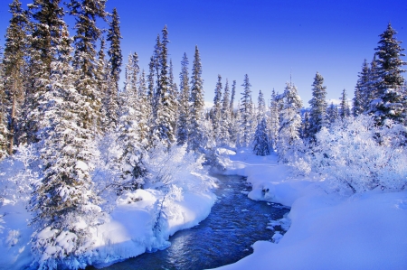 Creek in Winter - ice, landscape, snow, firs, sunshine